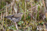 Olive-backed Pipit (Anthus hodgsoni)