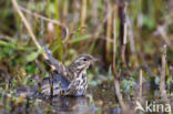 Olive-backed Pipit (Anthus hodgsoni)