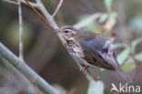 Olive-backed Pipit (Anthus hodgsoni)