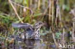 Olive-backed Pipit (Anthus hodgsoni)