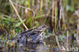 Olive-backed Pipit (Anthus hodgsoni)