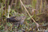 Olive-backed Pipit (Anthus hodgsoni)