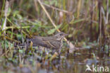 Olive-backed Pipit (Anthus hodgsoni)