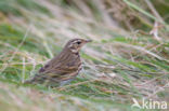 Olive-backed Pipit (Anthus hodgsoni)