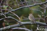 Olive-backed Pipit (Anthus hodgsoni)