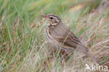 Olive-backed Pipit (Anthus hodgsoni)