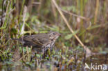 Olive-backed Pipit (Anthus hodgsoni)