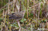 Olive-backed Pipit (Anthus hodgsoni)