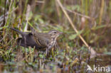 Olive-backed Pipit (Anthus hodgsoni)