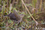 Olive-backed Pipit (Anthus hodgsoni)