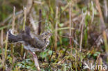 Olive-backed Pipit (Anthus hodgsoni)