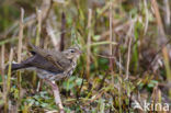 Olive-backed Pipit (Anthus hodgsoni)