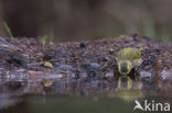 Eurasian Siskin (Carduelis spinus)