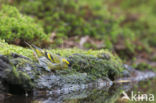 Eurasian Siskin (Carduelis spinus)