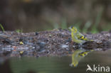 Eurasian Siskin (Carduelis spinus)