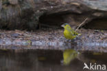 Eurasian Siskin (Carduelis spinus)