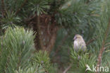 Eurasian Siskin (Carduelis spinus)