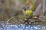 Eurasian Siskin (Carduelis spinus)