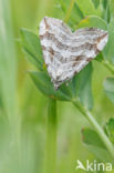 Lesser Treble-bar (Aplocera efformata)