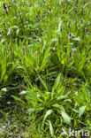 Ribwort Plantain (Plantago lanceolata)