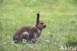 Sneeuwhaas (Lepus timidus)