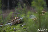 Sombere honingzwam (Armillaria ostoyae)