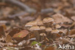 Sombere honingzwam (Armillaria ostoyae)