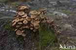 Sombere honingzwam (Armillaria ostoyae)