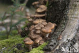 Sombere honingzwam (Armillaria ostoyae)