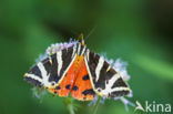 Jersey Tiger (Euplagia quadripunctaria)