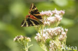 Jersey Tiger (Euplagia quadripunctaria)