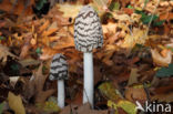 Pleated Inkcap (Coprinus picaceus)