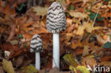 Pleated Inkcap (Coprinus picaceus)