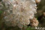 Speerdistel (Cirsium vulgare)