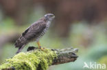 Sperwer (Accipiter nisus)