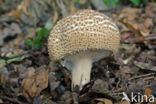 Spitsschubbige parasolzwam (Lepiota aspera)