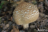 Spitsschubbige parasolzwam (Lepiota aspera)