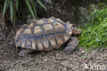 African Spurred Tortoise