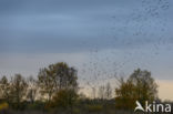 European Starling (Sturnus vulgaris)