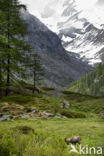 Ibex (Capra ibex)