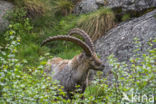 Ibex (Capra ibex)