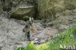 Steenbok (Capra ibex)