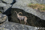 Ibex (Capra ibex)