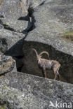 Ibex (Capra ibex)