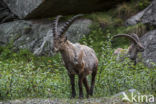 Ibex (Capra ibex)