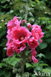 Stokroos (Alcea rosea)