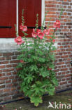 Hollyhock (Alcea rosea)