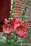 Stokroos (Alcea rosea)