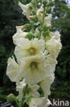 Hollyhock (Alcea rosea)