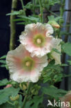 Stokroos (Alcea rosea)